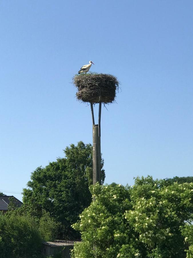 Landhaus Zum Storchennest Kloster Wulfshagen Eksteriør billede
